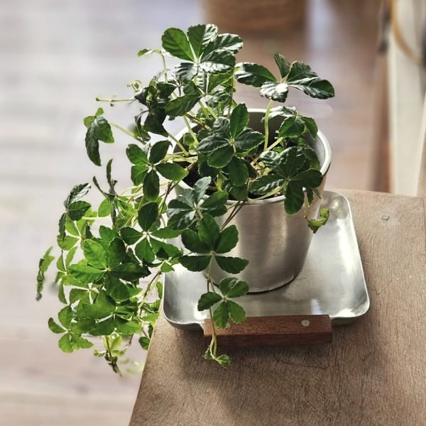 懷舊鋁製木手柄迷你托盤用作花盆托盤